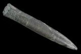 Fossil Belemnite (Acrocoelites) - Mistelgau, Germany #125347-1